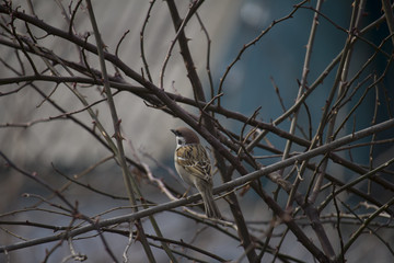 sparrow on dry branches