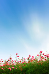 Beautiful cosmos flowers in garden background.