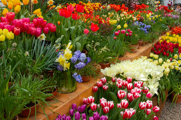 Decorative flowers in a greenhouse