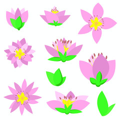 Beautiful flowers pack vector design illustration isolated on white background