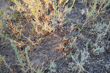 Lizard in the grass, merging with the background