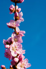 Fototapeta premium peach flowers blossoming branch, blue sky background