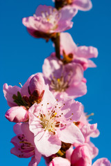 peach flowers blossoming branch, blue sky background