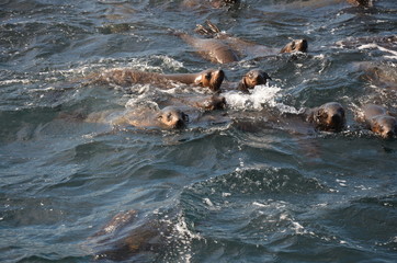 Seal Rock Phillip Island, Australia