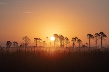 Fototapeta na wymiar Misty morning sunrise of a Florida field in the wild