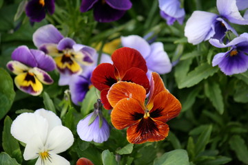 macro flowers