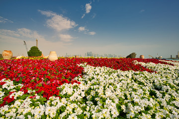 The Corniche embankment is decorated with beautiful flower beds and palm alley, stretching along the coast of Persian Gulf, Doha, Qatar