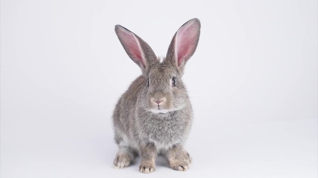 Gray rabbit on a white background