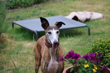beautiful brindle galgo is standing in the garden