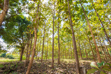 Teak tree forest nture background
