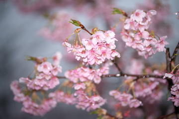 桜花びら