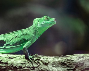 Gekko vert