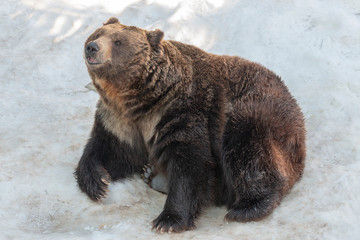 brown bear sitting on white snow