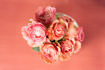 pink roses on pink background