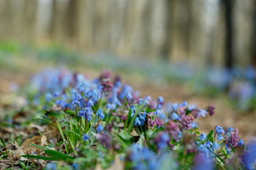 Primroses in the spring forest. Scilla. Selective focus