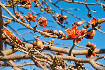 Bombax ceiba flower. Silk Cotton Flower.