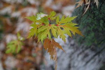 autumn leaves on tree