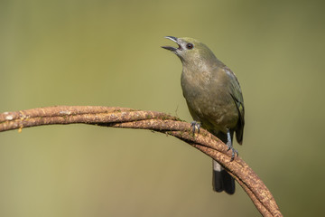 Palm tanager in the wild