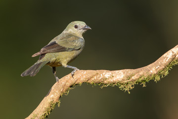 Palm tanager in the wild