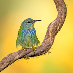 Shining honeycreeper in the wild