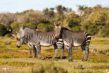 Mountain Zebra, Equus zebra, in the De Hoop national reserve, South Africa