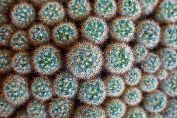 natural texture many small green cactus