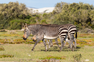 Fototapeta na wymiar Mountain Zebra, Equus zebra, in the De Hoop national reserve, South Africa