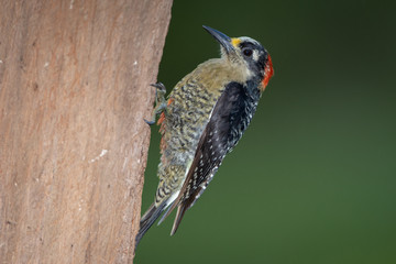 Black-cheeked woodpecker in the wild