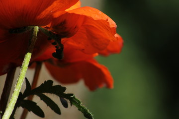 poppy