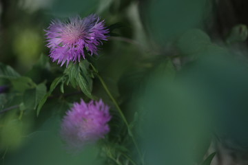thistle