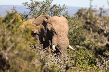 Elephants in Addo Elephant National Park in Port Elizabeth - South Africa