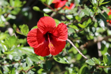 red flower in the garden