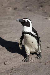 Obraz premium African Penguins at Stony Point Nature Reserve in Bettys Bay, close to Hermanus in Cape Town South Africa