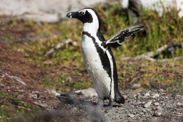 Fototapeta premium African Penguins at Stony Point Nature Reserve in Bettys Bay, close to Hermanus in Cape Town South Africa
