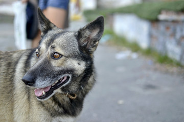 Cute domestic dog smiling close up on a walk