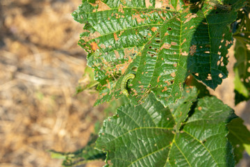 Diseases and pests of nuts and leaves of hazelnut bushes close-up. The concept of chemical garden protection. © Сергей Кучугурный