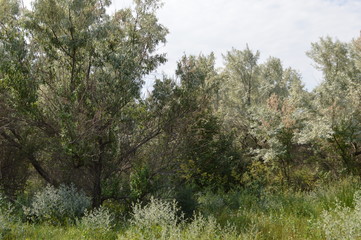 Obraz premium trees in the forest