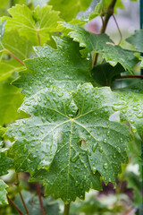 Grape leaf surface with water drops in the garden.