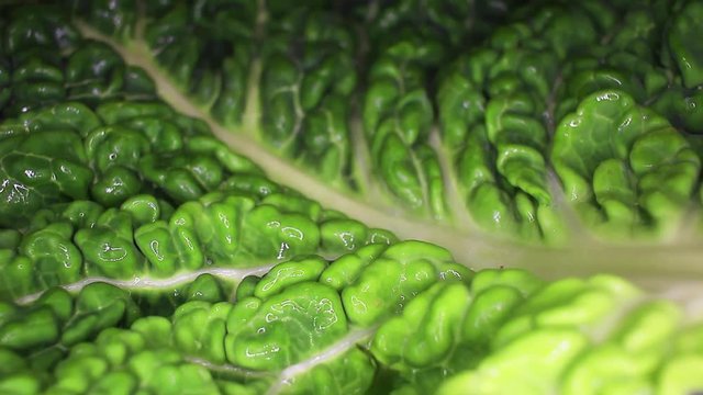 Kale cole leaf closeup texture video on rolling rotating looping plate