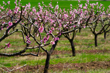 Fototapeta na wymiar Peach orchard at spring