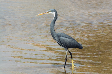 Gray Heron Fishes in the River