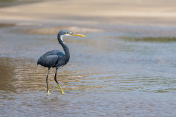 Gray Heron Fishes in the River