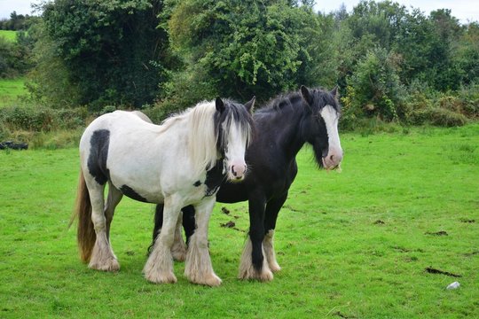 Two Tinker horses in Ireland