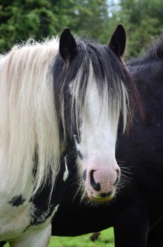 Portrait of a Tinker horse in Ireland.