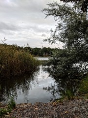 river in the forest