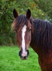 Fototapeta premium Portrait of a horse in Ireland.