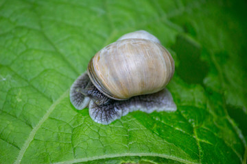 Snail hidden in a shell on a springtime leaf foliage. looking frightened out from the shell.
