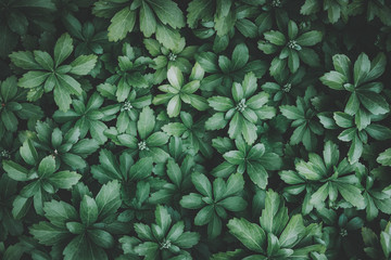Green leaves background
