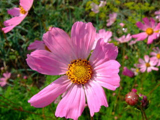 Obraz premium Lush flowers. Sunny summer. Macro mode.