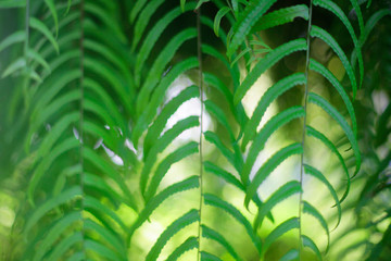 view Ferin, lined with long, green, natural background